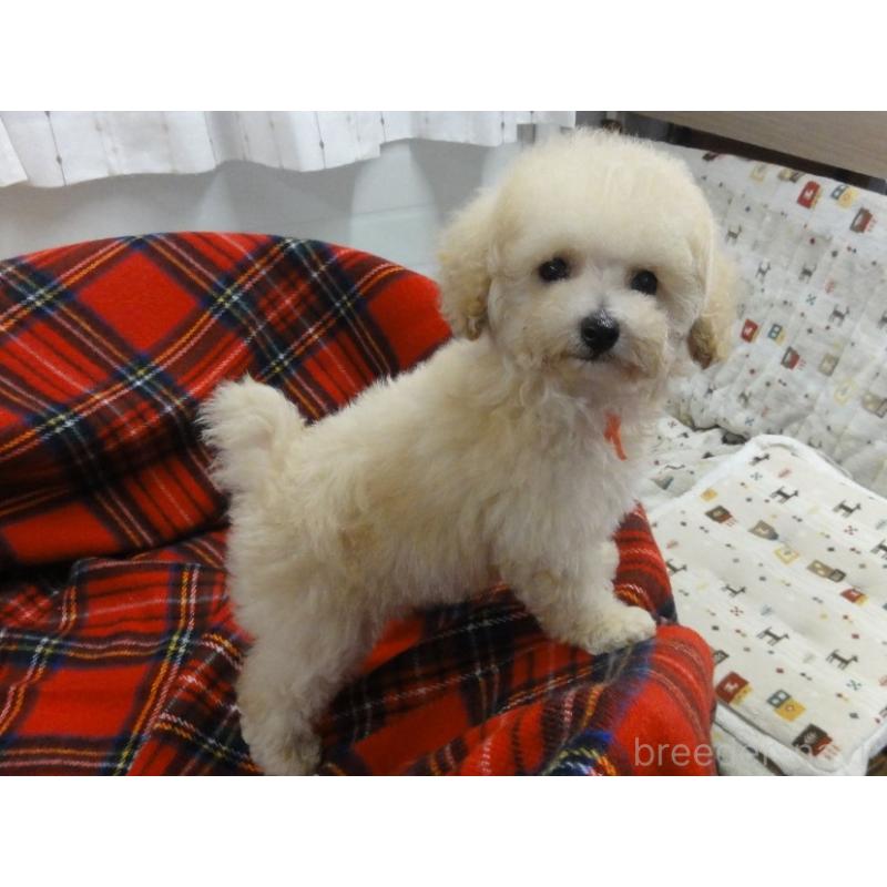 販売中の宮城県のタイニープードル-415396の4枚目